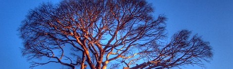 Bilic family genealogy