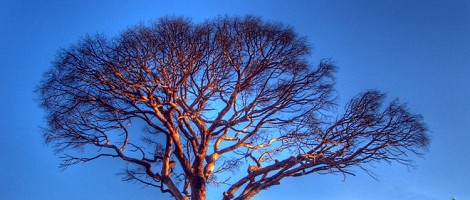 Bilic family genealogy