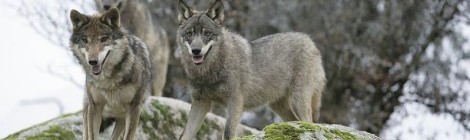 Wolf in Croatian surnames